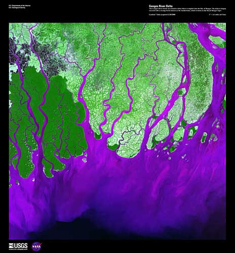 Ganges River Delta, imaged on February 1, 2000 by Landsat 7. The Ganges River forms an extensive delta where it empties into the Bay of Bengal. The delta is largely covered with a swamp forest known as the Sunderbans, which is home to the Royal Bengal Tiger. Credit: USGS/EROS.