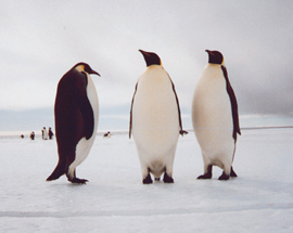 West Antarctica is a series of islands covered by ice. Think of it as a frozen Hawaii, with penguins.