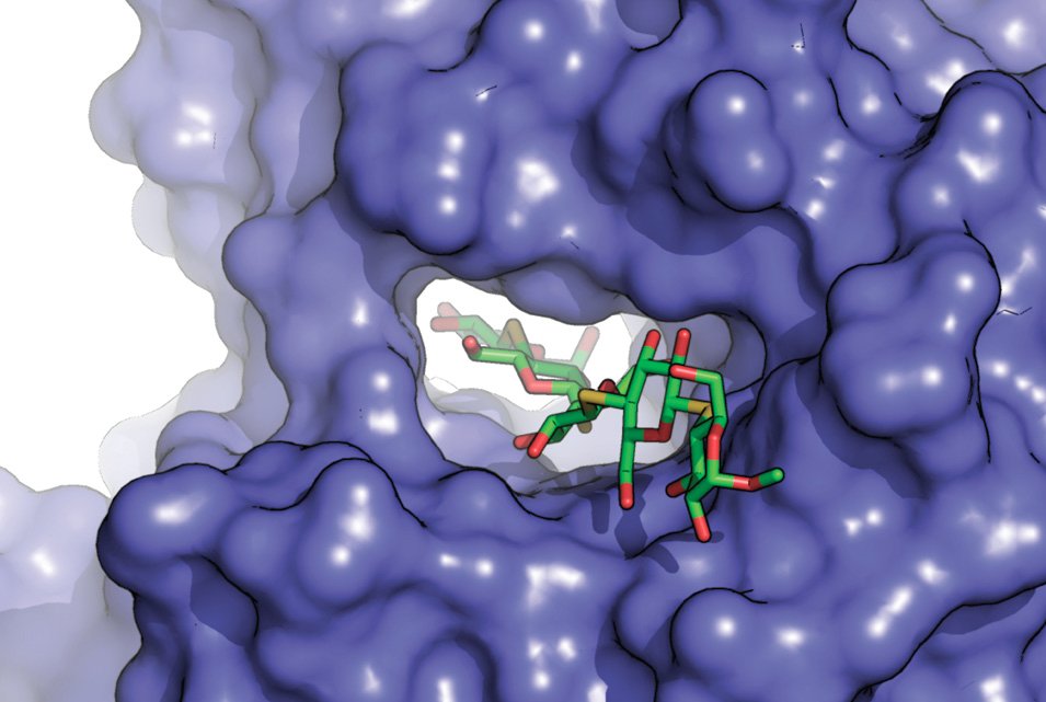 A cellulose polymer (green) threads its way through an enzyme called cellobiohydrolase II (blue), which breaks it down.