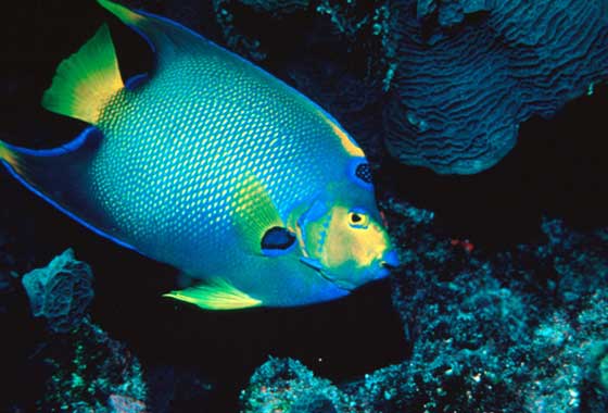Reef environments provide habitat for hundreds of fish species including the queen angelfish shown here in the Florida Keys National Marine Sanctuary. Credit: Chris Huss.