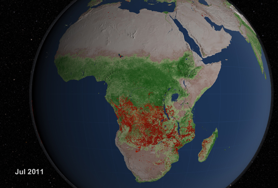 Africa experiences more extensive burning than any other region of the world. In July of this year, extensive fires covered much of the continent. The brightest fires, as observed by the MODIS instrument, are shown in orange and yellow. (Credit: NASA)