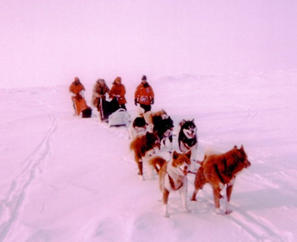 The team used a dogsled to traverse the final two miles to the exact geographical North Pole. Dr. Parkinson is the second human from the right.