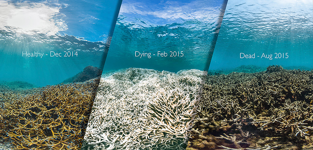 Three images of the same coral reef over time. The first is a healthy coral that is yellow and brown in color with blue waters from Dec. 2014. The middle is the same reef but white in color and labeled dying from Feb. 2015. The third is the same coral that is brown and flatter and is labeled dead Aug. 2015.