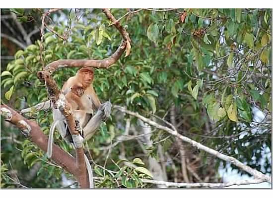 Mom and baby proboscis monkeys