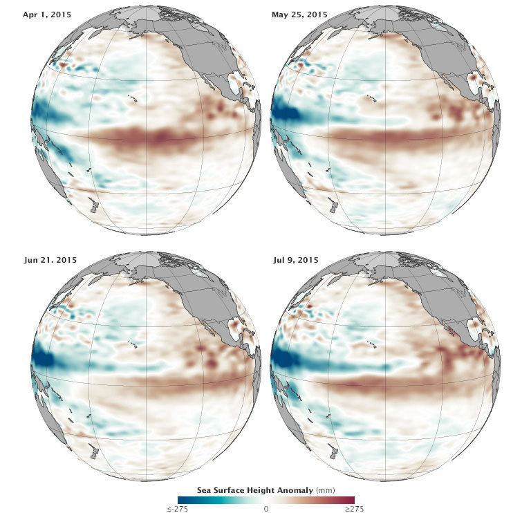 NASA Earth Observatory image by Jesse Allen, using Jason-2 data provided by Akiko Kayashi and Bill Patzert, NASA/JPL Ocean Surface Topography Team. Credit: NASA. Data acquired April to July 2015.