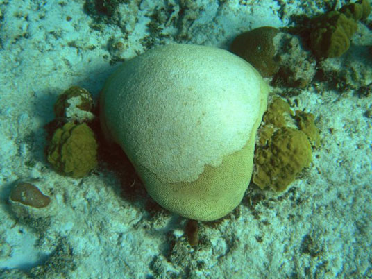 Bleached brain coral. Photo credit: Liane Guild, NASA Ames Research Center.