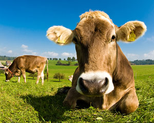 Cow resting.