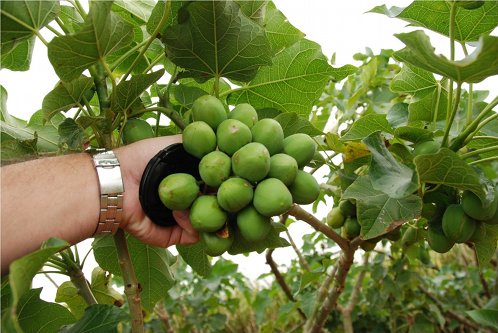 Jatropha curcas fruits are produced terminally in the branches, and each fruit contains three seeds. Image credit: Dr. Wagner A Vendrame, University of Florida at Homestead