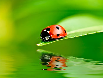 Ladybug