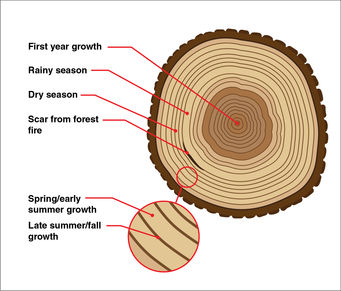 What two things do tree rings indicate?