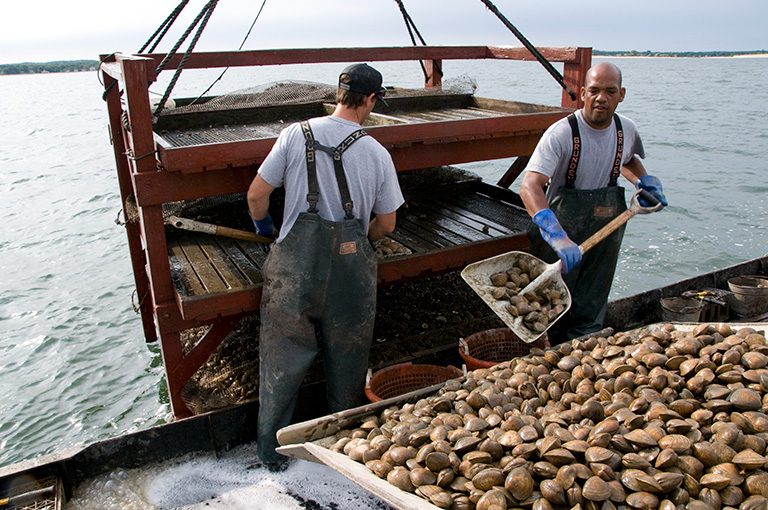 Cleansed clams are hauled in, rinsed, bagged and tagged for market in Little Peconic Bay, Southampton, NY.