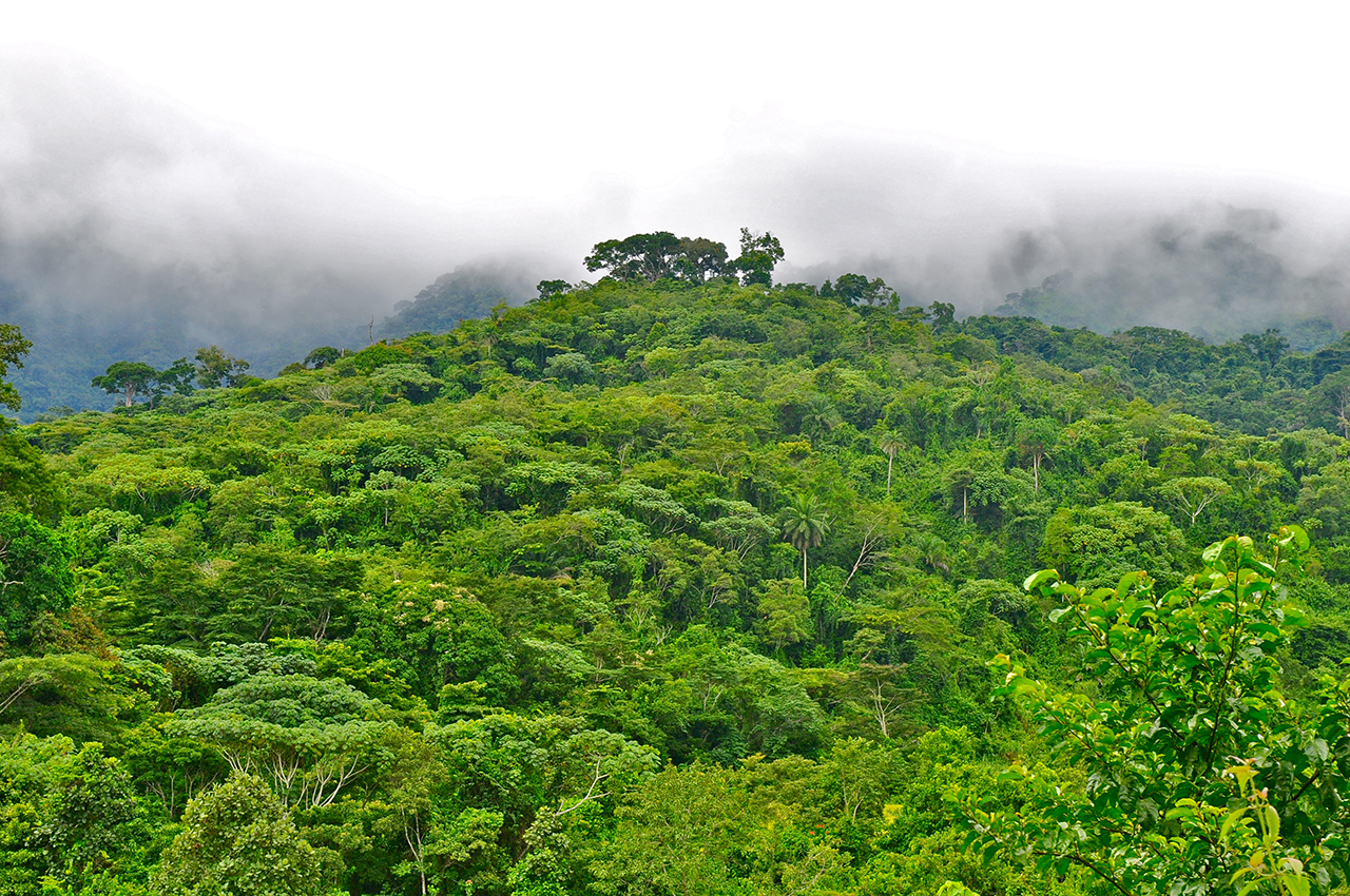 A view of the East Nimba Nature Reserve forest in Liberia.