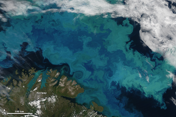 Barents Sea algal bloom