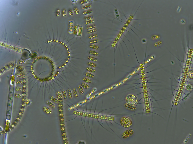 A mixed phytoplankton community.