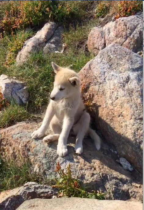 Sled dog puppy, Greenland.
