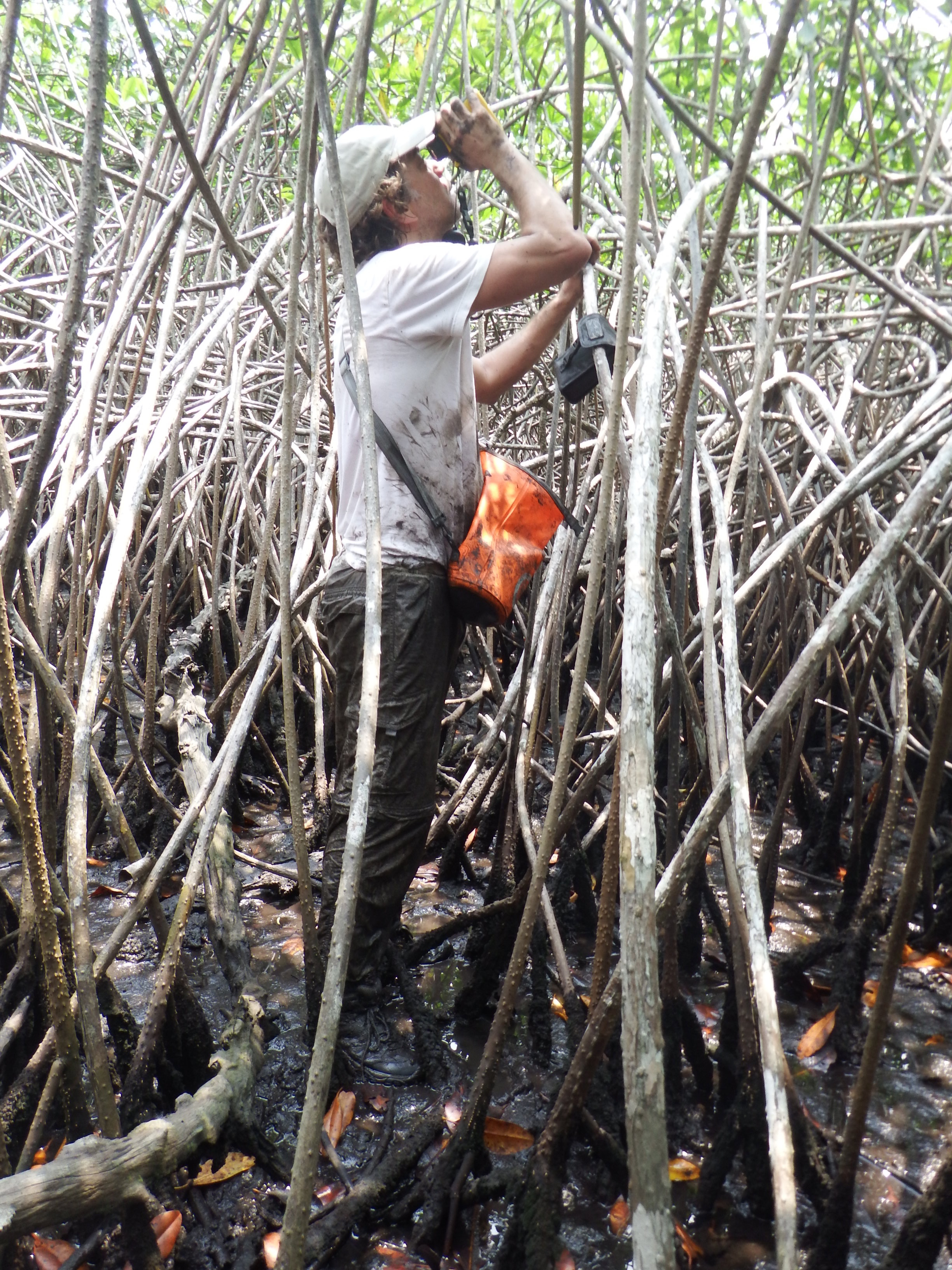 In the mangroves