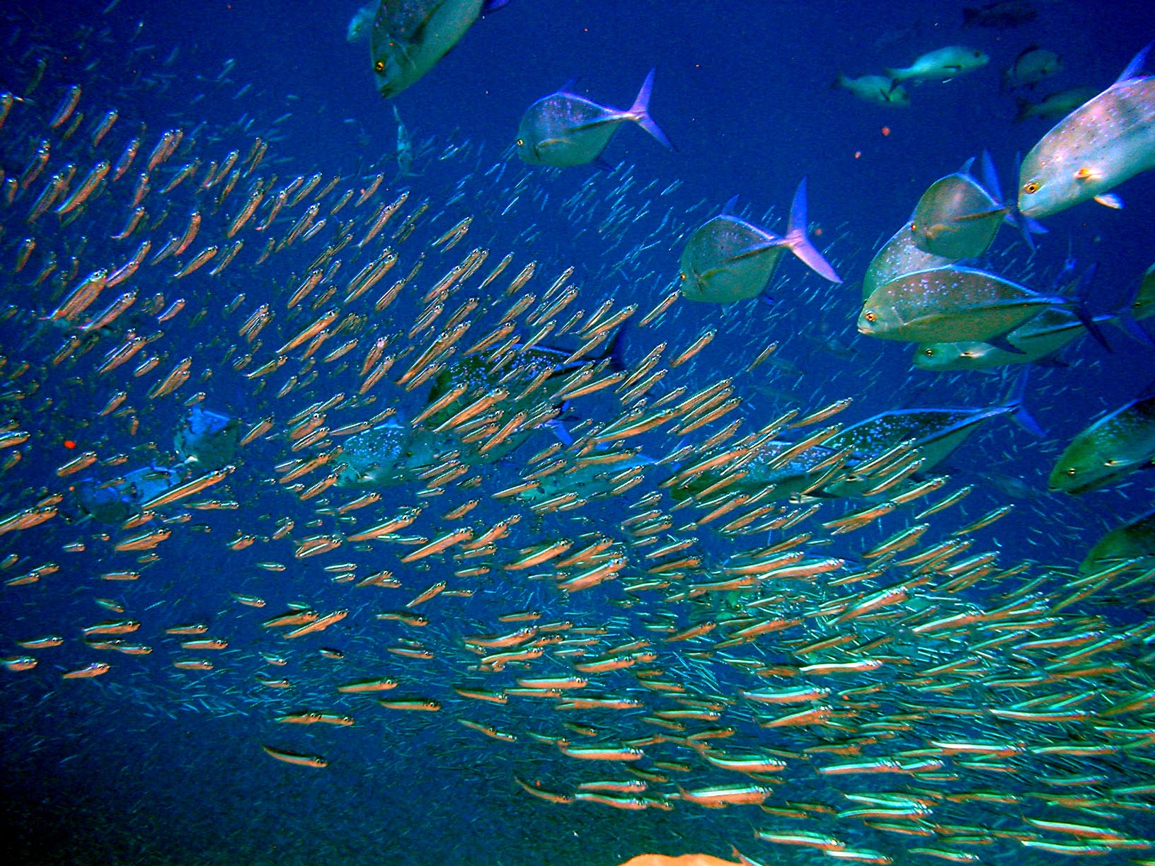 Fish in Moofushiu Kandu, Maldives