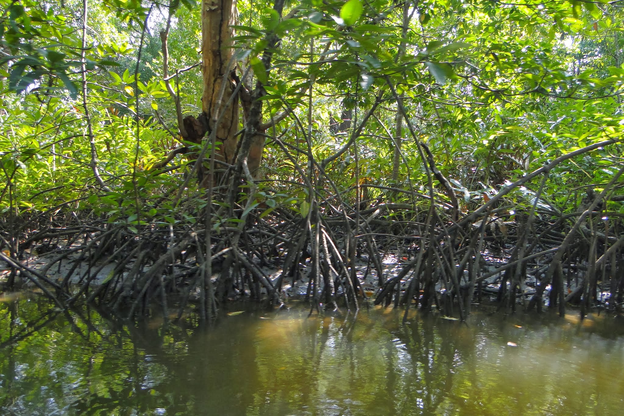 Cambodia mangroves