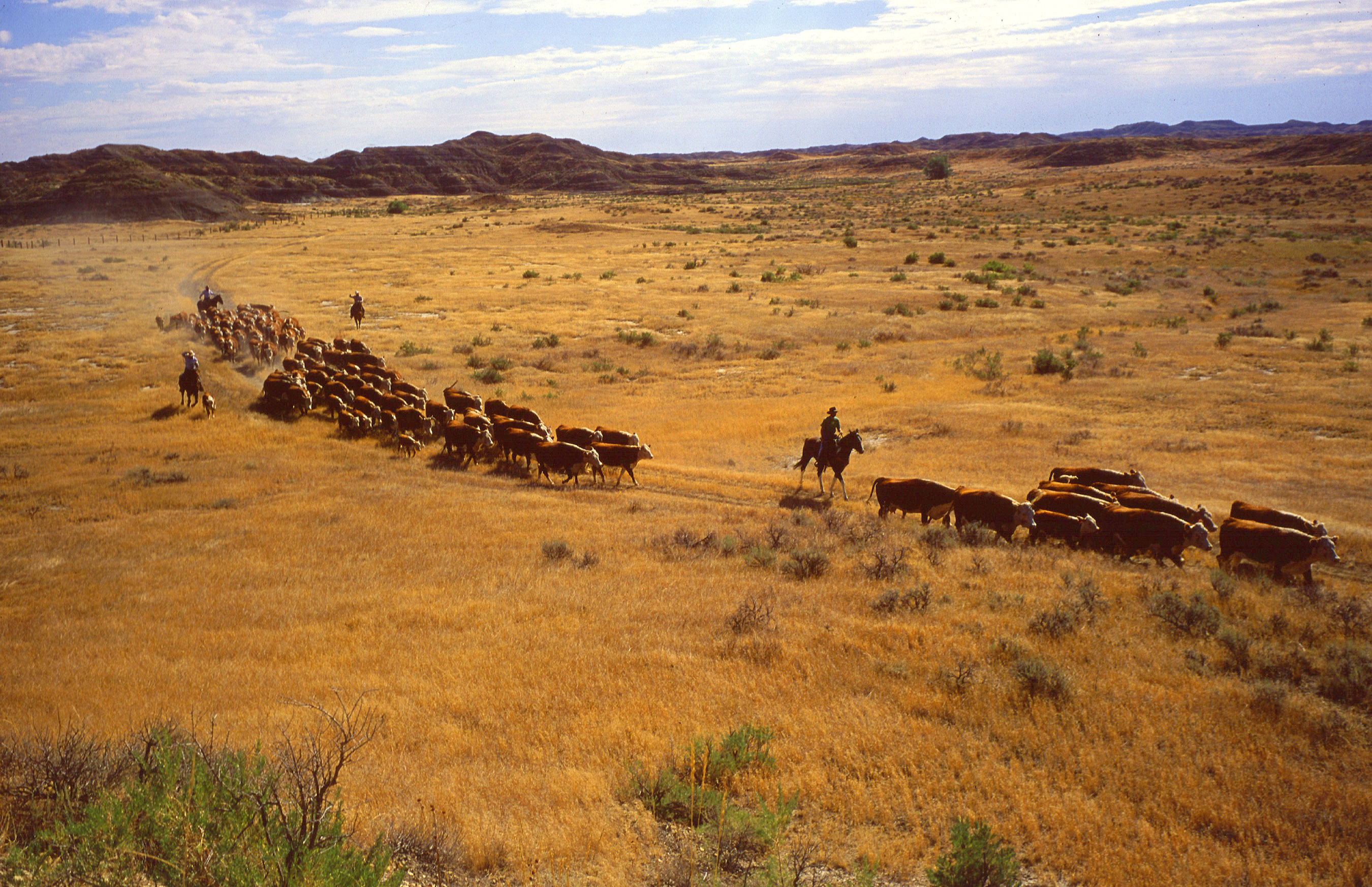 A cattle roundup at the Fort Keogh Livestock and Range Research Station in southeastern Montana.
