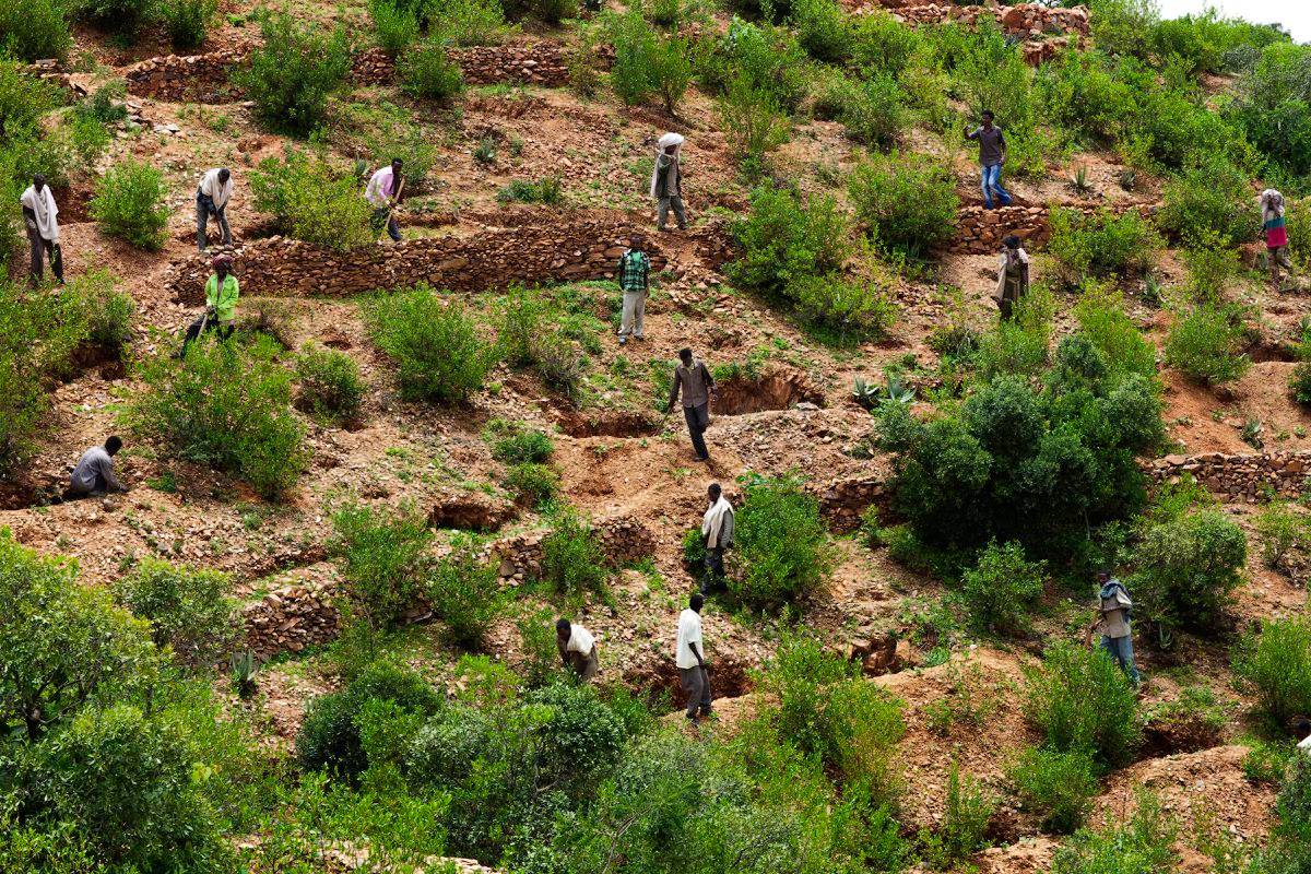 African Forest Landscape Restoration Initiative