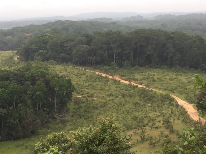 Gabon forest