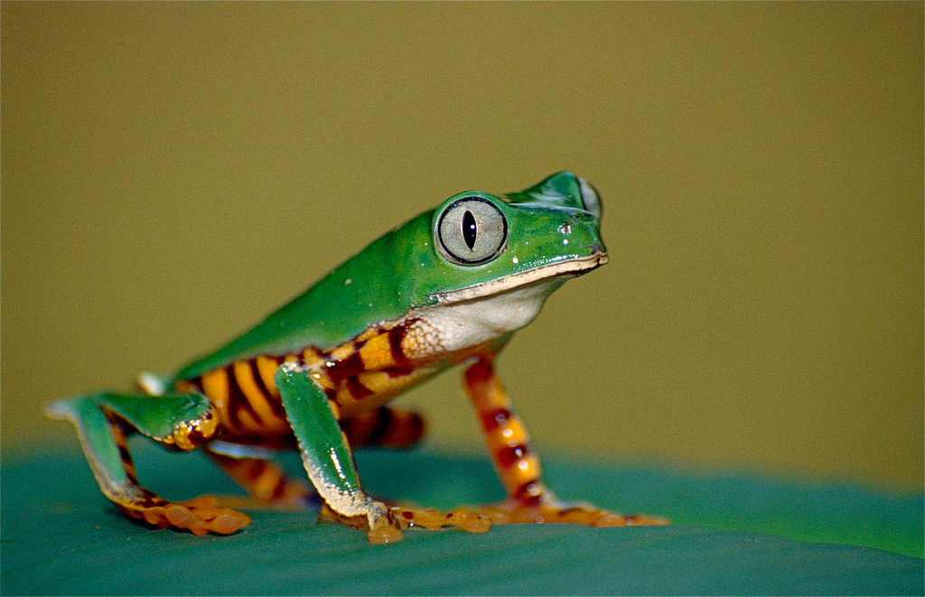 A tiger-striped leaf frog (Phyllomedusa tomopterna) sits on a leaf.