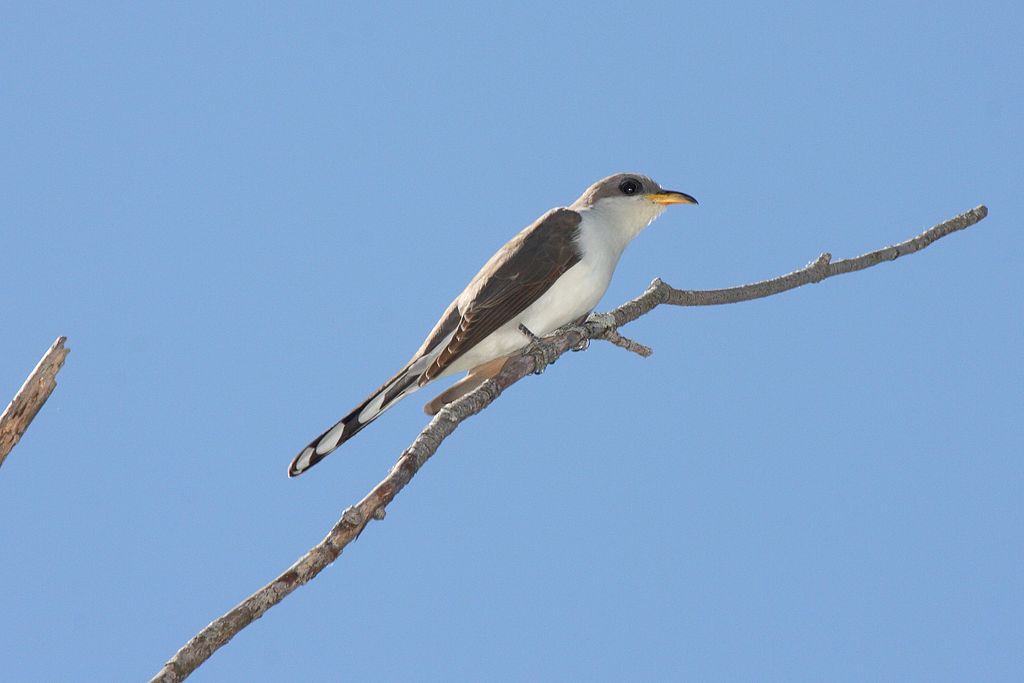A yellow-billed cuckoo (Coccyzus americanus) sits on a branch.