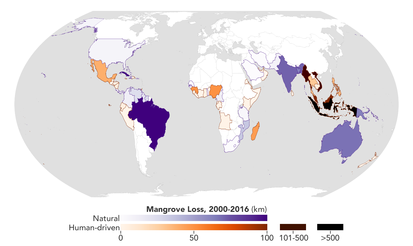 This map shows the location and severity of mangrove habitat loss, measured in kilometers, caused by natural and human drivers from 2000 to 2016.