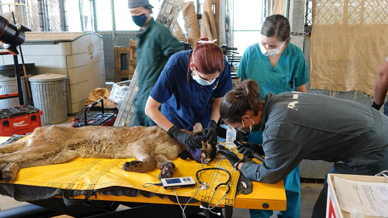Wildlife rescuers from the California Department of Fish and Wildlife examine a mountain lion with burn injuries from the September 2020 Bobcat Fire