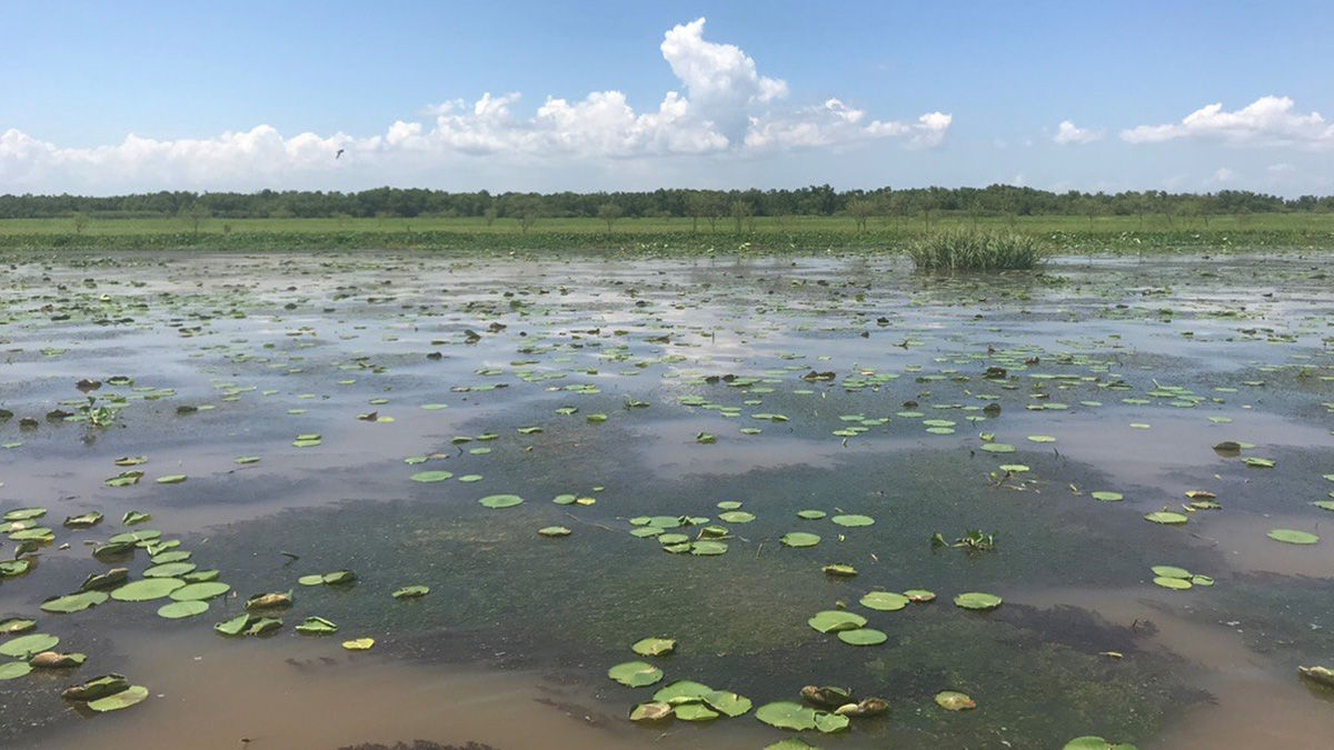 A marshy area in the delta region of coastal Louisiana