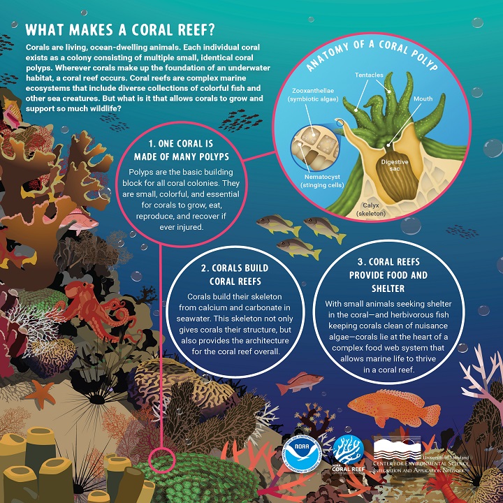 An infographic from NOAA titled "What Makes a Coral Reef?" that shows the anatomy of a coral reef and three facts: one coral is made of many polyps, corals build coral reefs, and coral reefs provide food and shelter. There is an illustration of a coral reef with different kinds of corals and animals on the left and bottom. There is a zoomed-in diagram showing the anatomy of a coral polyp that looks like a tub with tentacles.