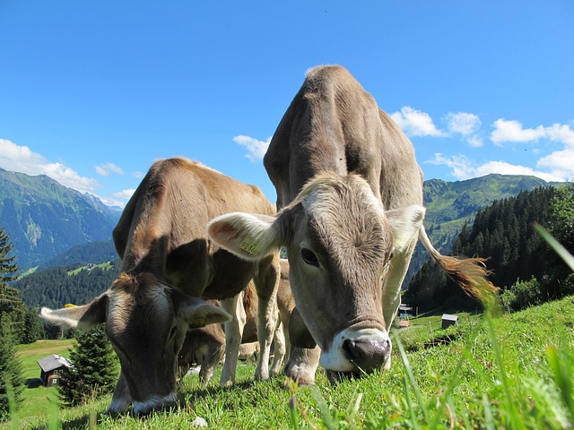 Two light brown cows eating grass in a field with a blue sky and green mountains behind them.