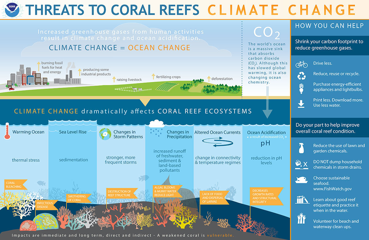 An infographic highlighting the different threats to coral reefs from climate change including warming ocean, sea level rise, changes in storm patterns, changes in precipitation, altered ocean currents, and ocean acidification.