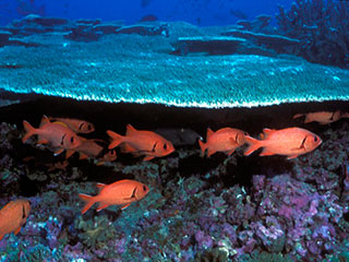 Since the beginning of the Industrial Revolution, the acidity of surface ocean waters has increased by about 30 percent
