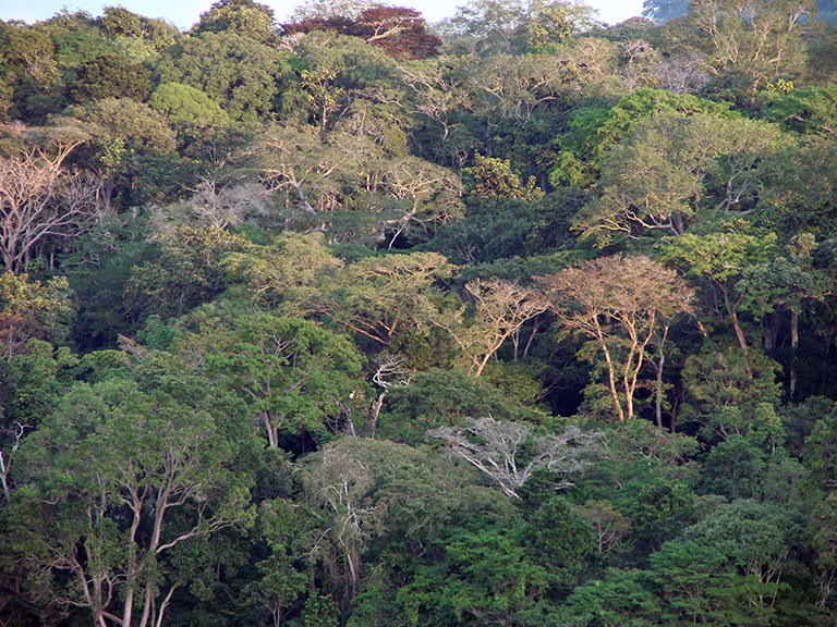 The layered forest of Lope National Park (Gabon), an area that NASA is studying with airborne radar and laser sensors during the AfriSAR campaign. Credit: NASA/Sassan Saatchi