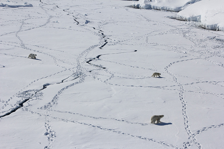 Three adult polar bears travel across sea ice in southeast Greenland.