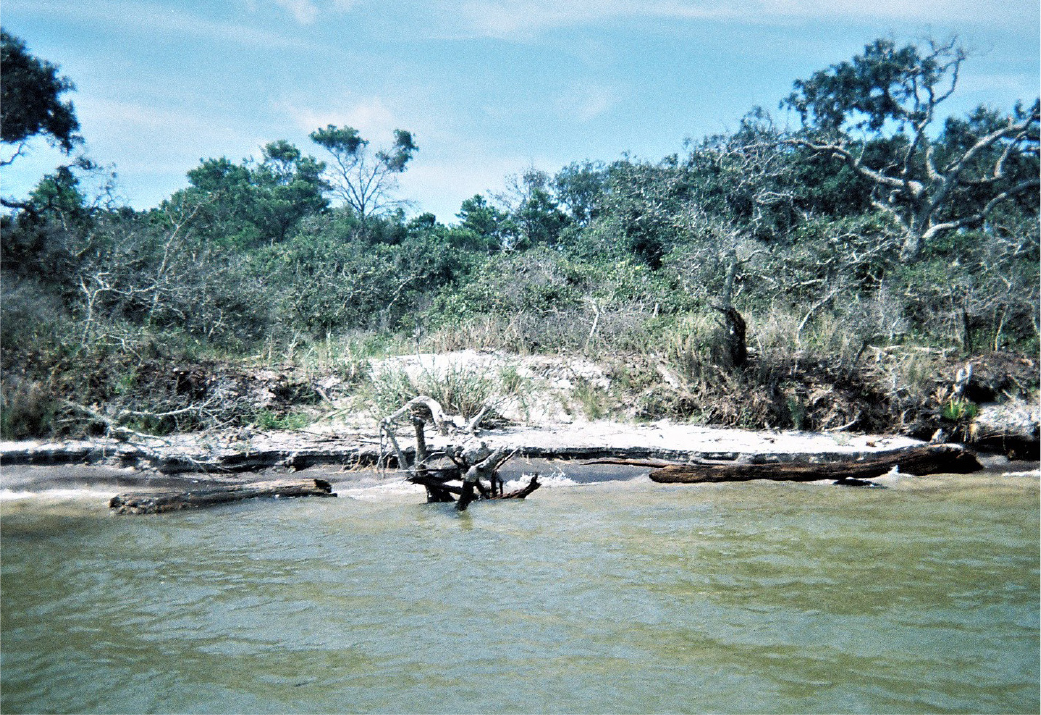 An eroding coast on the southern shore of Mobile Bay, Alabama. As the shoreline recedes, trees collapse, blocking access to the sandy beach by marine life. Credit: NASA/University of Alabama in Huntsville/Maury Estes
