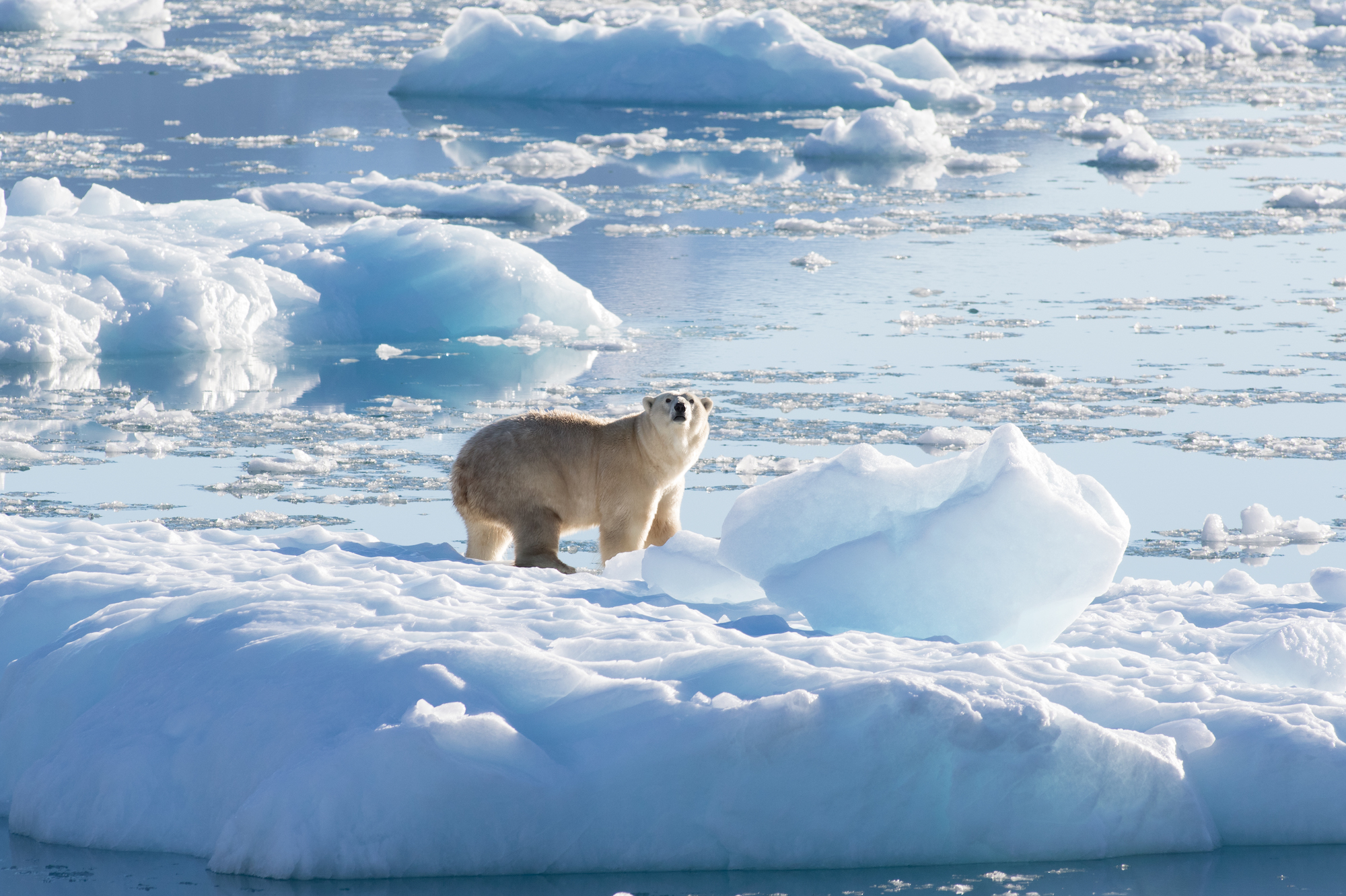 A polar bear standing on ice in Greenland.