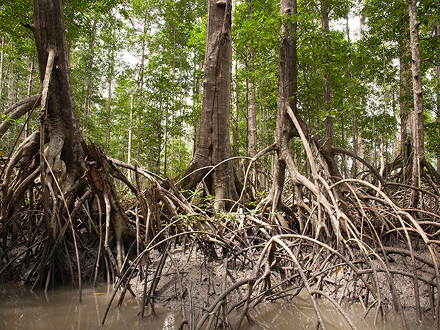 A Health Check for South American Mangroves