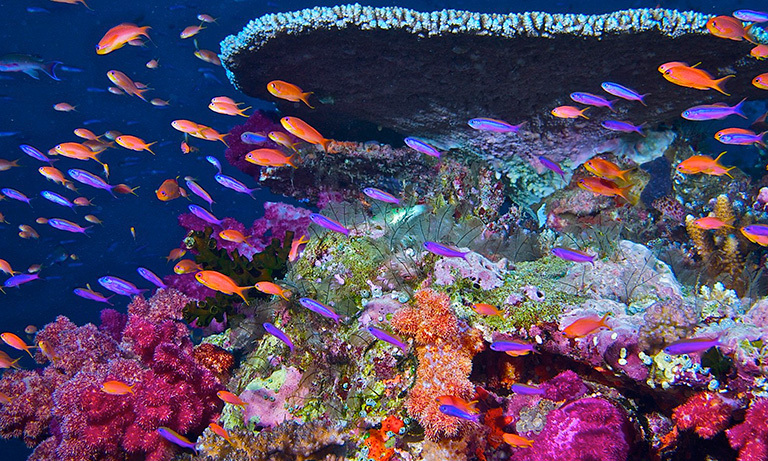 A healthy coral reef. Credit: Jeremy Cohen, Penn State University
