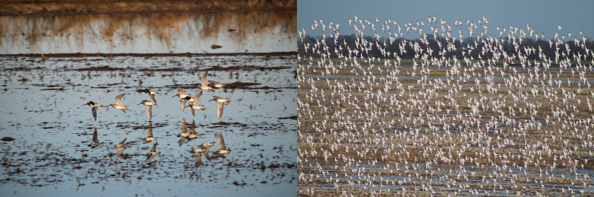 Two images side by side, showing large flocks of migratory birds resting on the surface of a lake