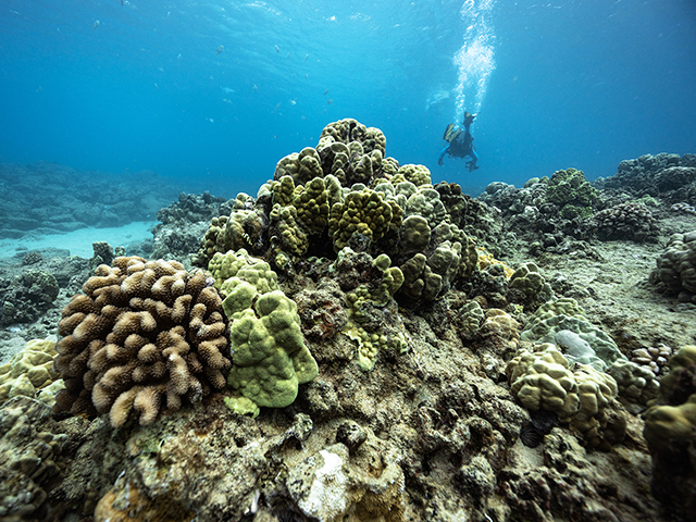 Раннее предупреждение о болезни коралловых рифов