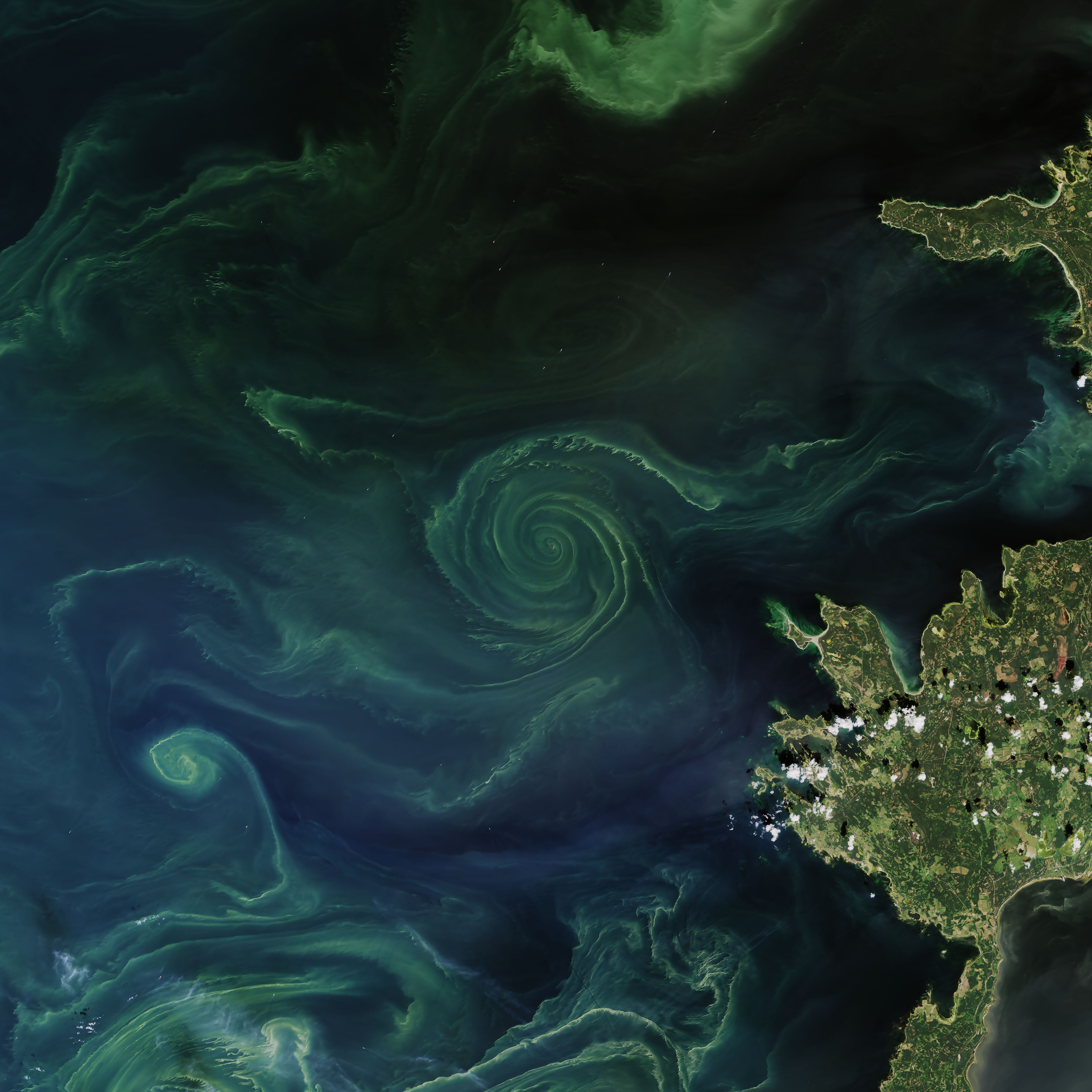 A vortex of lighter green phytoplankton swirls in the North Atlantic.