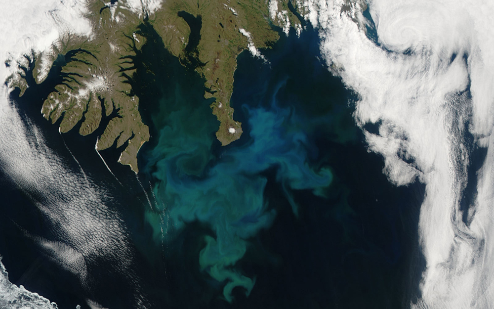 Phytoplankton bloom off western Iceland; 24 June, 2010. Taken by the Aqua satellite.