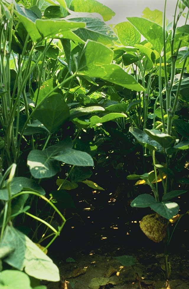 Modern soybean plants have dense top canopies that get more sunlight than they can use for photosynthesis, while limiting photosynthesis in the plant's lower leaves by shading them. Credit: USDA
