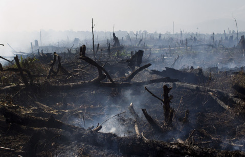 Burning peat forest