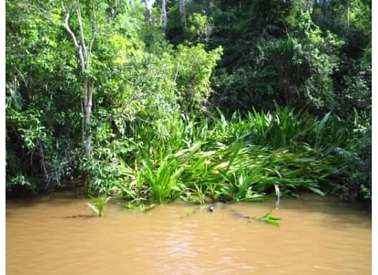 Polluted river (Photo by Susan Callery)