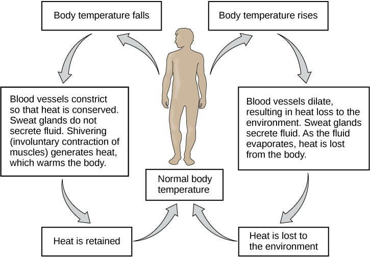 Diagram explaining what happens to the body when its internal temperature rises or falls