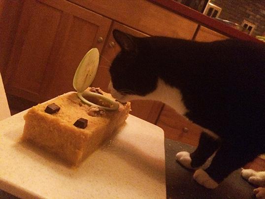 It's a cat eat CATS world