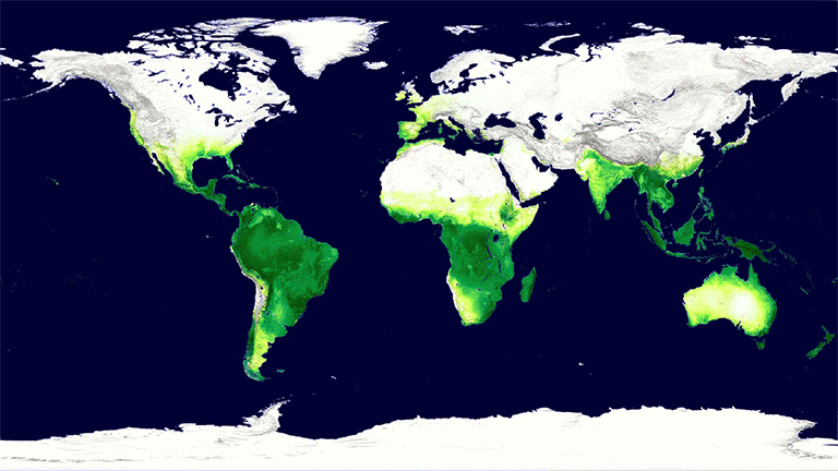 Global vegetation